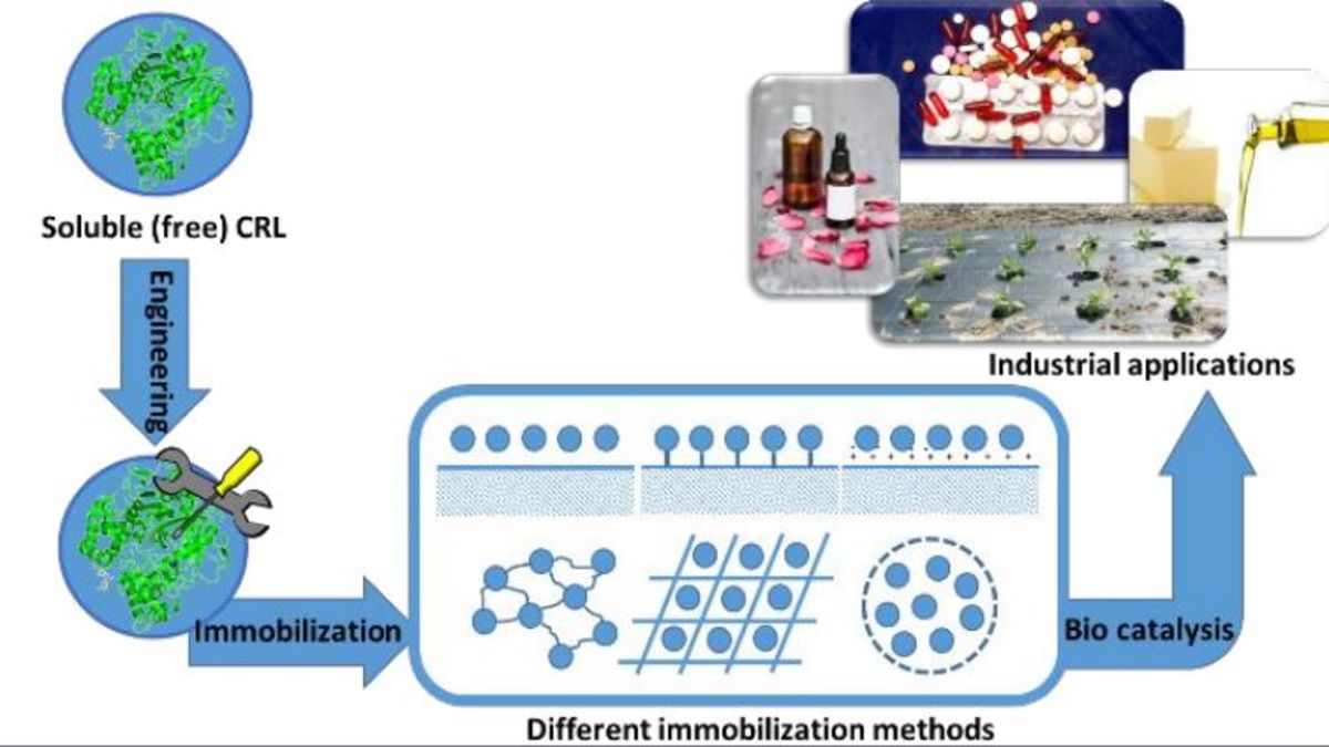 [49] Substrate-specificity of Candida rugosa lipase and its industrial application