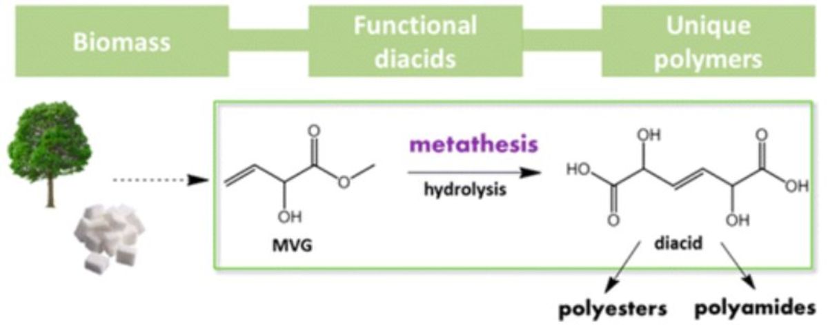 Synthesis of Novel Renewable Polyesters and Polyamides with Olefin Metathesis