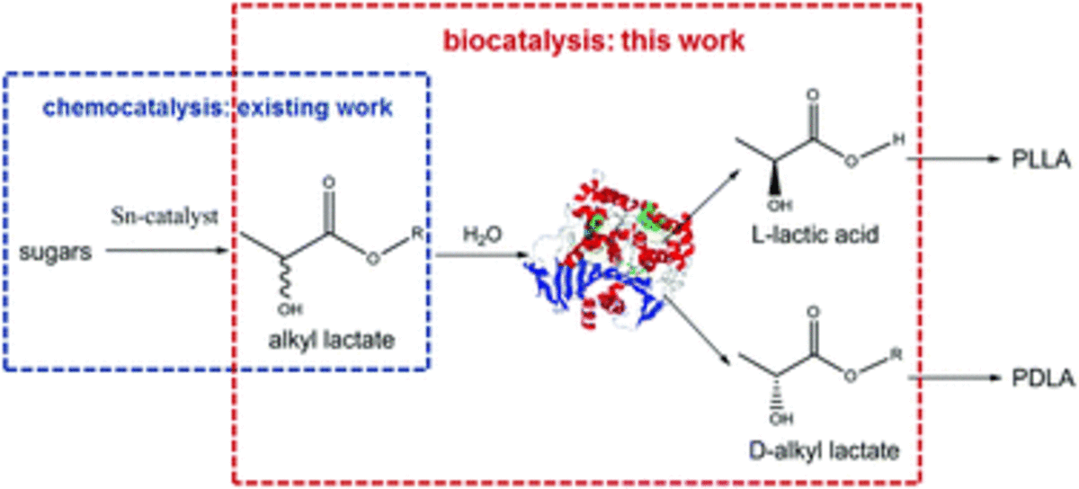 Bridging racemic lactate esters with stereoselective polylactic acid using commercial lipase catalysis