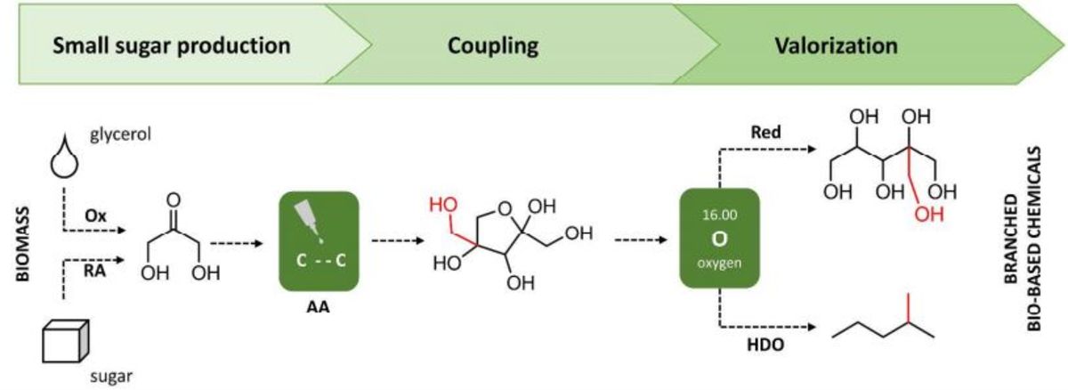 Branching-first: synthesizing C-C skeletal branched bio-based chemicals from sugars
