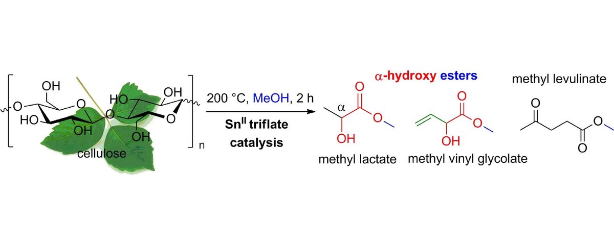 Tin triflate-catalyzed conversion of cellulose to valuable (α-hydroxy-) esters