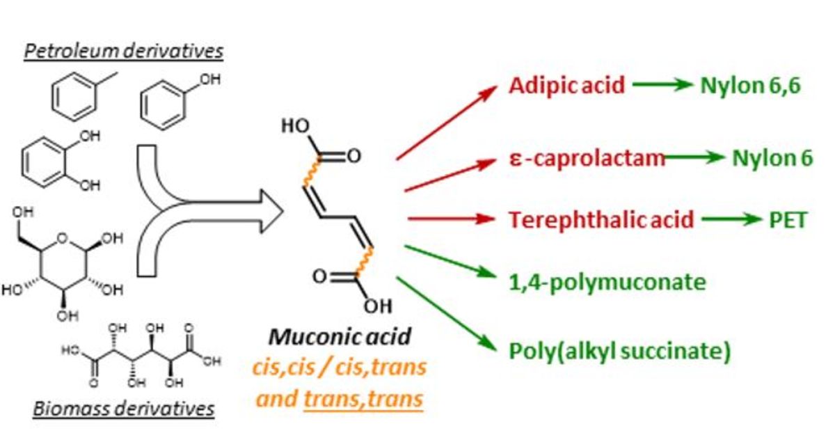 [51] Muconic acid isomers as platform chemicals and monomers in the biobased economy